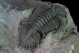 Metacanthina Trilobite - Lghaft, Morocco #165921-4